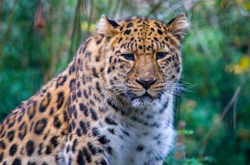 Fototapeta na wymiar Amur leopard male
