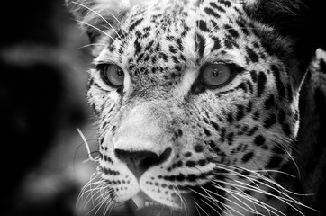 The Persian leopard (Panthera pardus tulliana), also known as Caucasian leopard,[2] is a leopard subspecies occurring from Turkey and the Caucasus via Iran into Afghanistan and Central Asia.