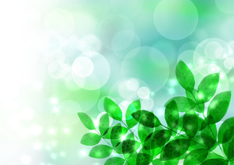 木漏れ日　新緑　空