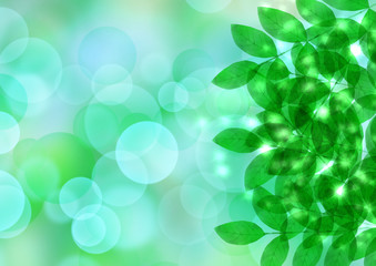 木漏れ日　新緑　空