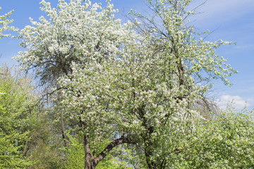 spring park with apple blossom
