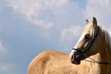 American Quarter Horse Hengst