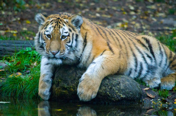 Fototapeta na wymiar Siberian tiger