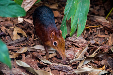 The black and rufous elephant shrew, (Rhynchocyon petersi) the black and rufous sengi, or the Zanj...