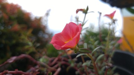 Pink Rose Moss and Yellow Rose Moss Photo in Garden Background