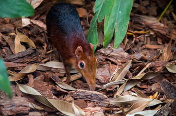 The black and rufous elephant shrew, (Rhynchocyon petersi) the black and rufous sengi, or the Zanj...