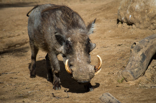 The desert warthog (Phacochoerus aethiopicus) is found in northern Kenya and Somalia, and possibly Djibouti, Eritrea, and Ethiopia.