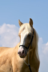 American Quarter Horse Hengst