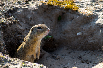 European ground squirrel (Spermophilus citellus) in his natural environment