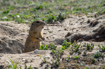 European ground squirrel (Spermophilus citellus) in his natural environment