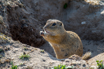 European ground squirrel (Spermophilus citellus) in his natural environment