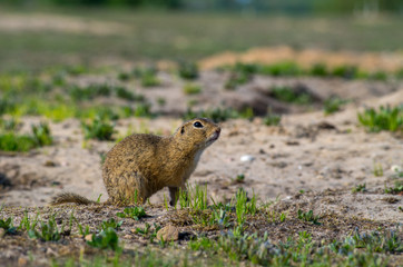 European ground squirrel (Spermophilus citellus) in his natural environment