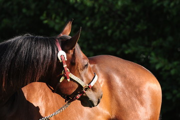 American Quarter Horse Hengst