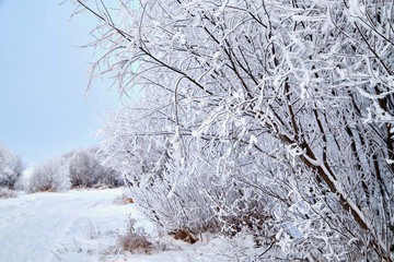 Landscape with tree in the foreground and field in the distance on a winter day