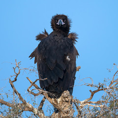 Cinereous Vulture
