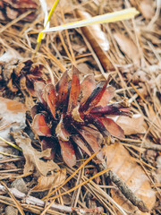 cone close up on the ground