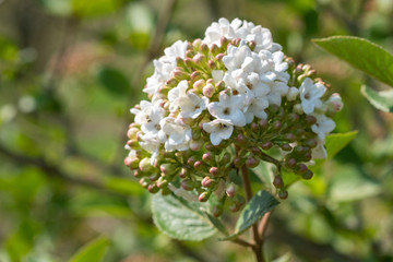 Viburnum carlcephalum Gro&szlig;blumiger Schneeball Detail Bl&uuml;te