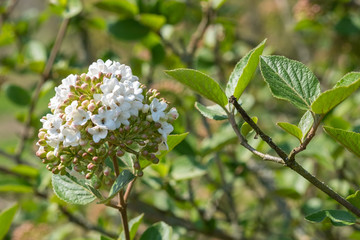 Viburnum carlcephalum Großblumiger Schneeball Detail Blüte