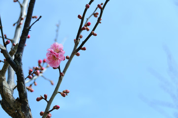 梅の花