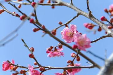 梅の花
