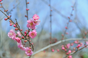 梅の花
