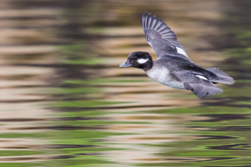 Hen Bufflehead Sails Over a Forest Pond
