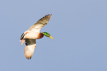 Drake Mallard Maneuvers in Preparation for Landing in the Decoys