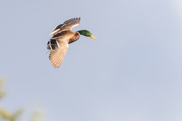 Drake Mallard Maneuvers in Preparation for Landing in the Decoys