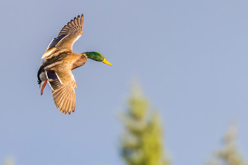 Drake Mallard Maneuvers in Preparation for Landing in the Decoys