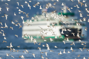 Flock of Dunlin Shorebirds Flies in Front of a Puget Sound Ferry