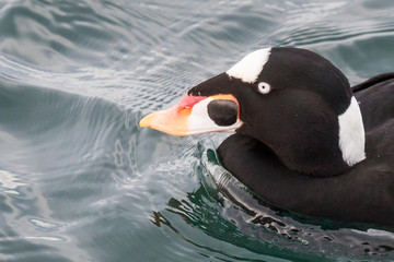Portrait of a Gaudy Male Surf Scoter