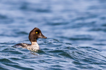 Barrow's Goldeneye Contemplating an Approaching Wave