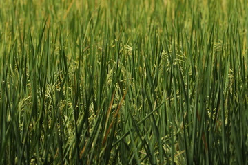 green rice field