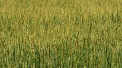 green rice field