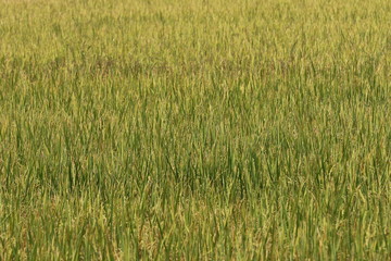 green rice field