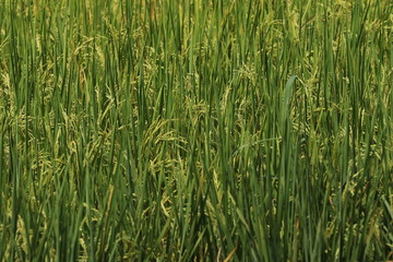 green rice field