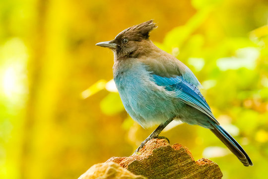 Curious Stellar Jay Poses for a Photo