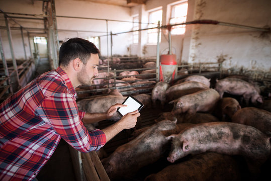 Agronomist With Pigs Domestic Animals. Farmer At Pig Farm Using Modern Application On His Tablet To Check Pigs Health Condition And Food Ration. Industrial And Meat Production. Cattle Farming.