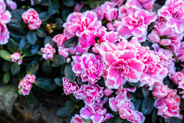 beautiful Pink carnations flowers in the garden with  green leaves blossom Summer nature background