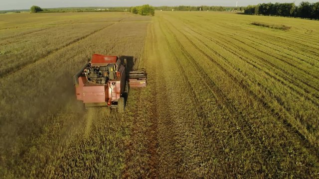 Combine harvester removing dusty oats in a field of farmland, autumn evening at sunset, aerial rear view. The concept of agribusiness