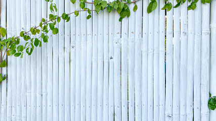 Vertical bamboo background white painted With ivy as an element