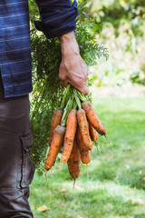 Farmer with newly picked carrots
