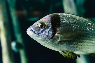 Saddled seabream, Oblada, swimming in seaweed in a captive aquarium.