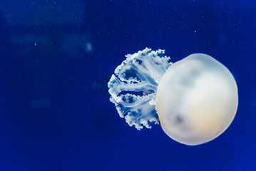 Naklejka na ściany i meble Funny jelly white jellyfish travel slowly inside a seawater tank.