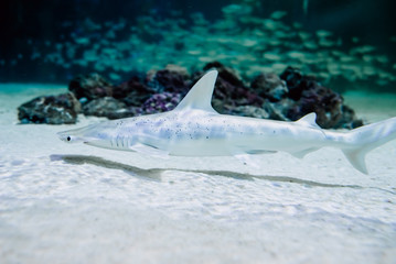 Shark at the bottom of the sea swimming in search of prey.