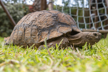 An old tortoise (not a turtle) slowly walking on the grass in Durban, South Africa