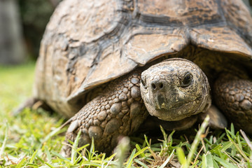 An old tortoise (not a turtle) slowly walking on the grass in Durban, South Africa