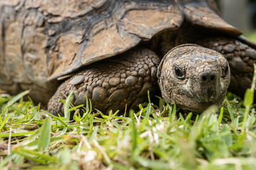 An old tortoise (not a turtle) slowly walking on the grass in Durban, South Africa