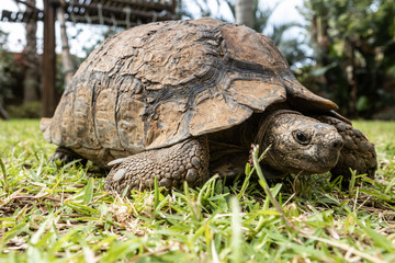 An old tortoise (not a turtle) slowly walking on the grass in Durban, South Africa