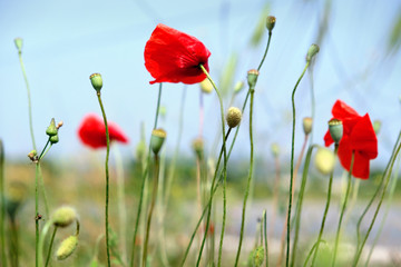 Red opium flower on blue sky background. Red poppies blossom on wild field. Opium poppy full bloom. Macro opium flower.